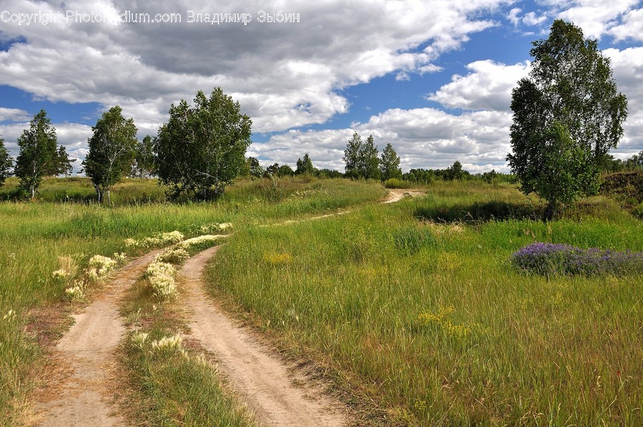 Grassland, Field, Outdoors, Nature, Road