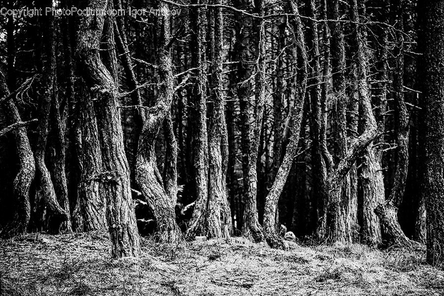 Tree, Plant, Tree Trunk, Root, Ground