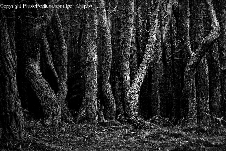 Tree, Plant, Tree Trunk, Ground, Root