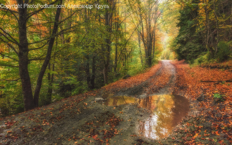 Nature, Outdoors, Water, Dirt Road, Road