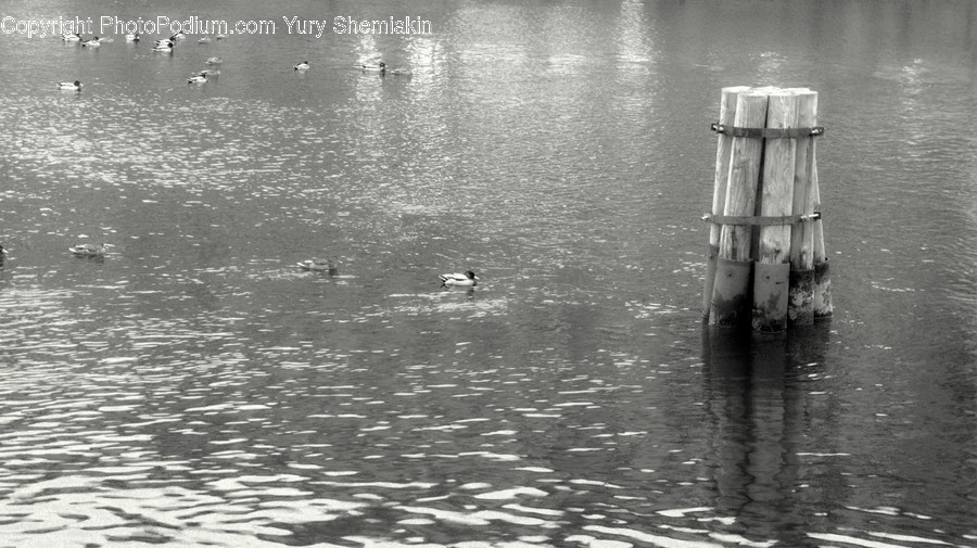 Water, Outdoors, Nature, Bird, Animal