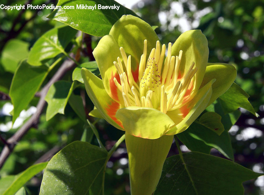 Blossom, Flora, Flower, Plant, Asteraceae, Dahlia