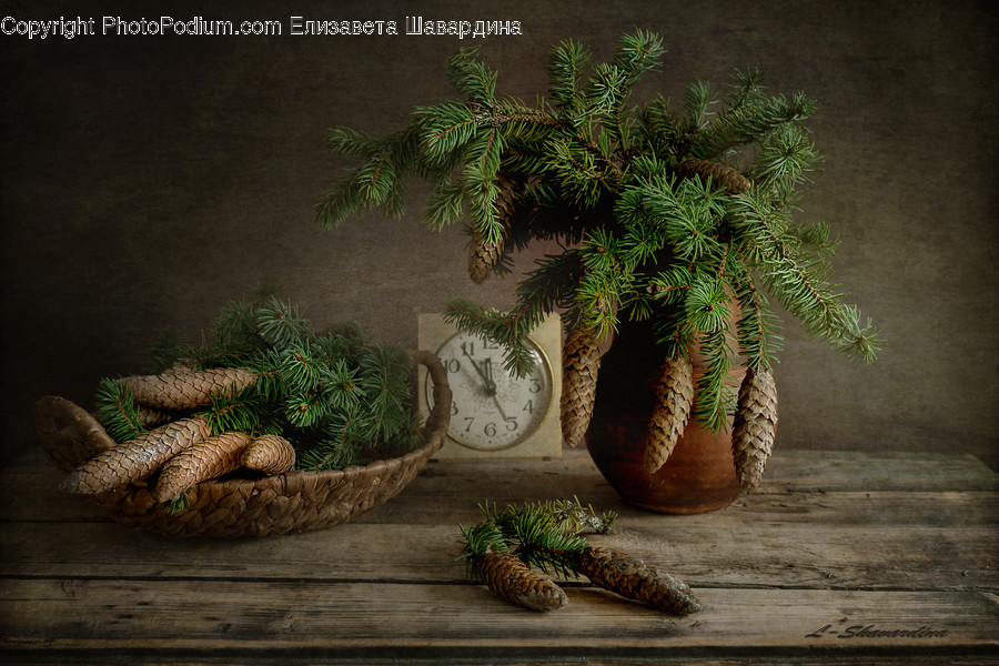 Plant, Tree, Palm Tree, Arecaceae, Pot
