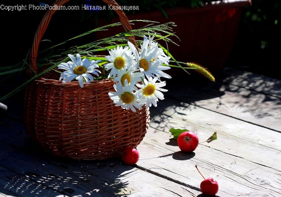 Plant, Blossom, Flower, Daisy, Daisies