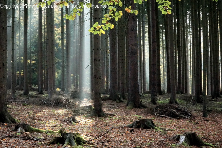 Plant, Tree, Tree Trunk, Ground, Root