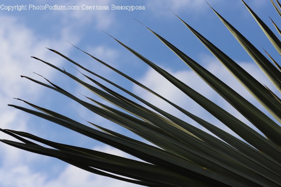 Plant, Outdoors, Nature, Sky, Sunlight