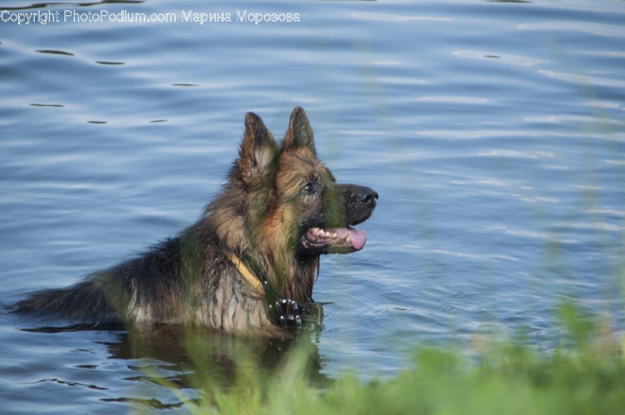 German Shepherd, Animal, Canine, Mammal, Dog