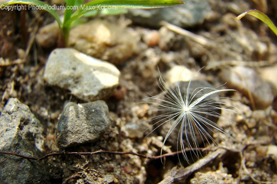 Plant, Blossom, Flower, Ground, Rock