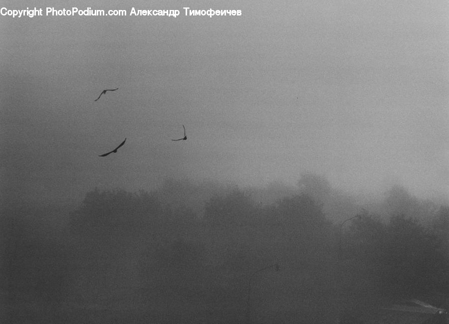 Fog