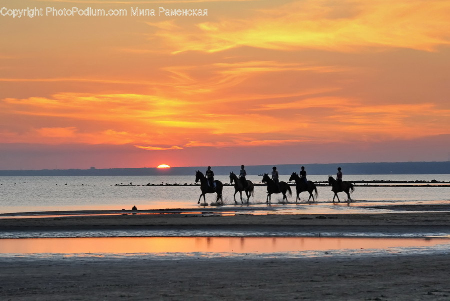 Animal, Mammal, Horse, Nature, Outdoors