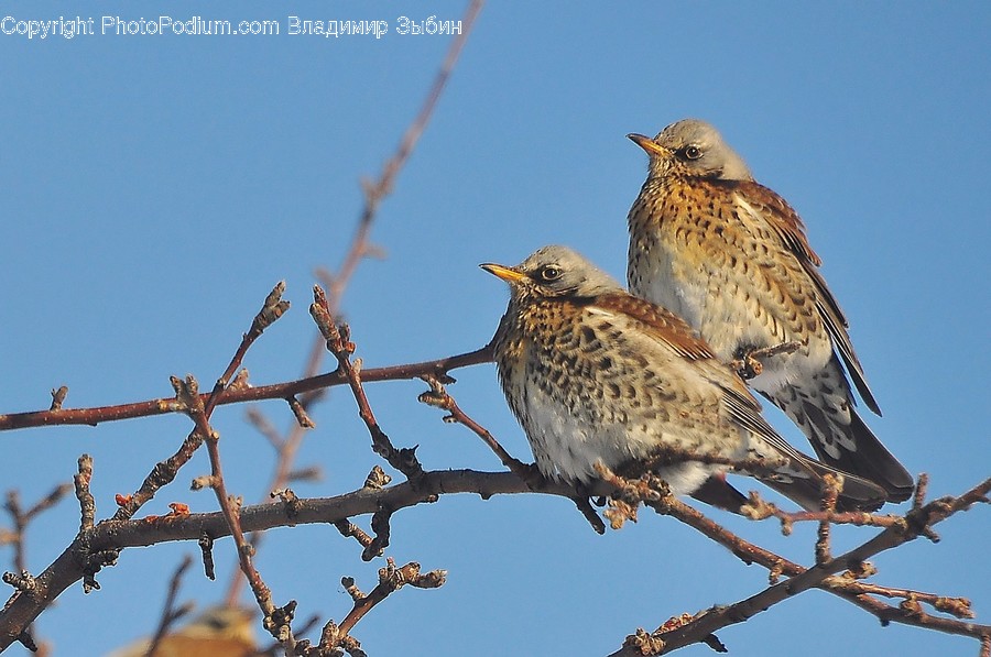 Animal, Bird, Anthus, Hawk, Buzzard