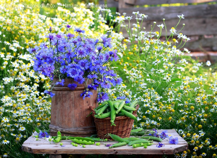 Plant, Blossom, Flower, Geranium, Flower Arrangement