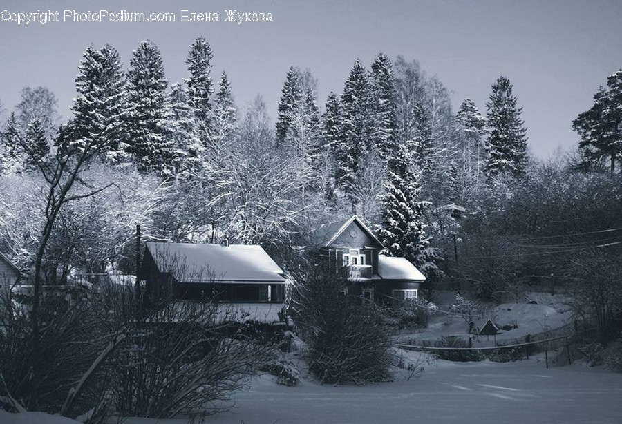 Tree, Plant, Fir, Abies, Nature