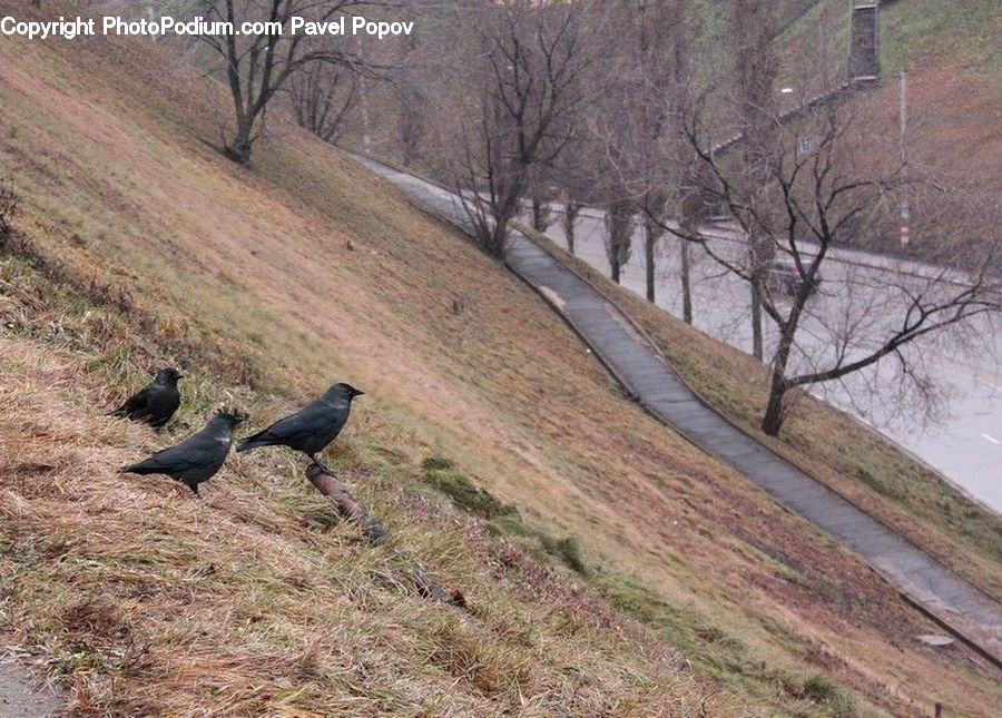 Bird, Blackbird, Crow