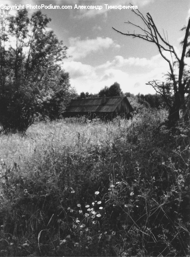 Building, Hut, Shelter, Cabin, Rural, Shack, Countryside