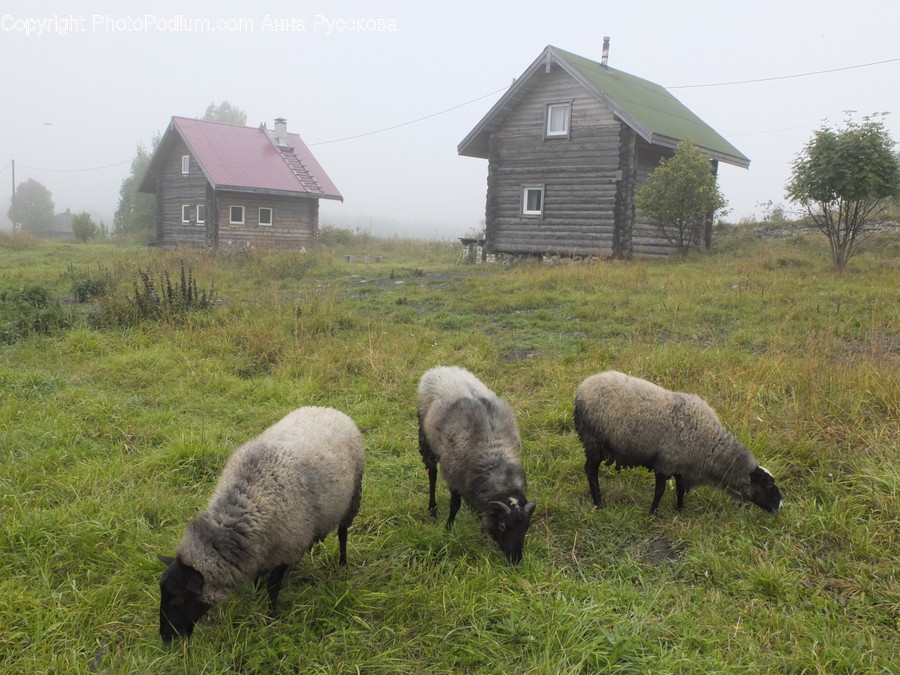 Nature, Outdoors, Animal, Mammal, Sheep