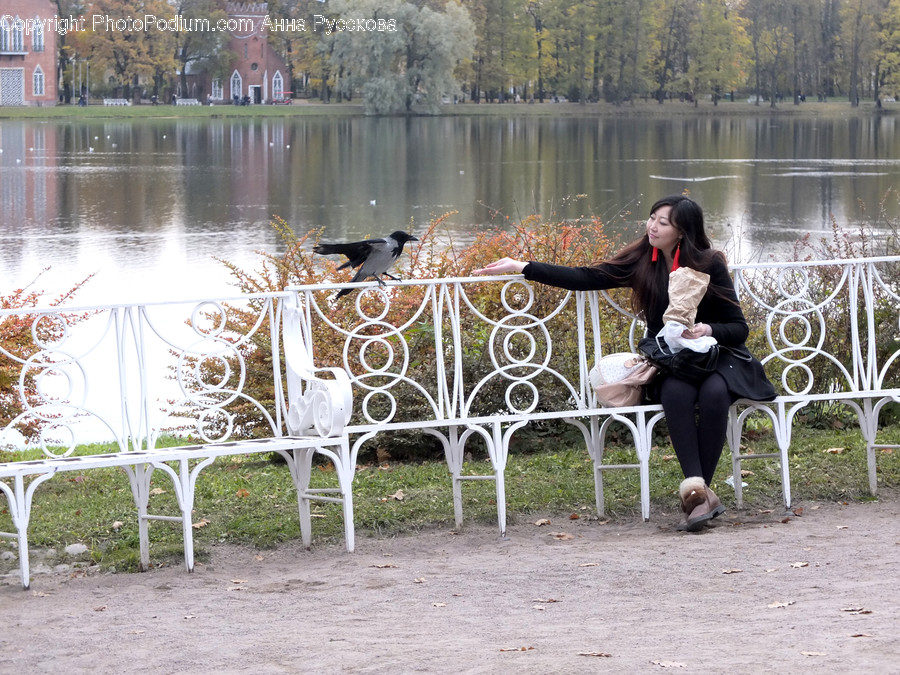 Furniture, Person, Human, Animal, Bird