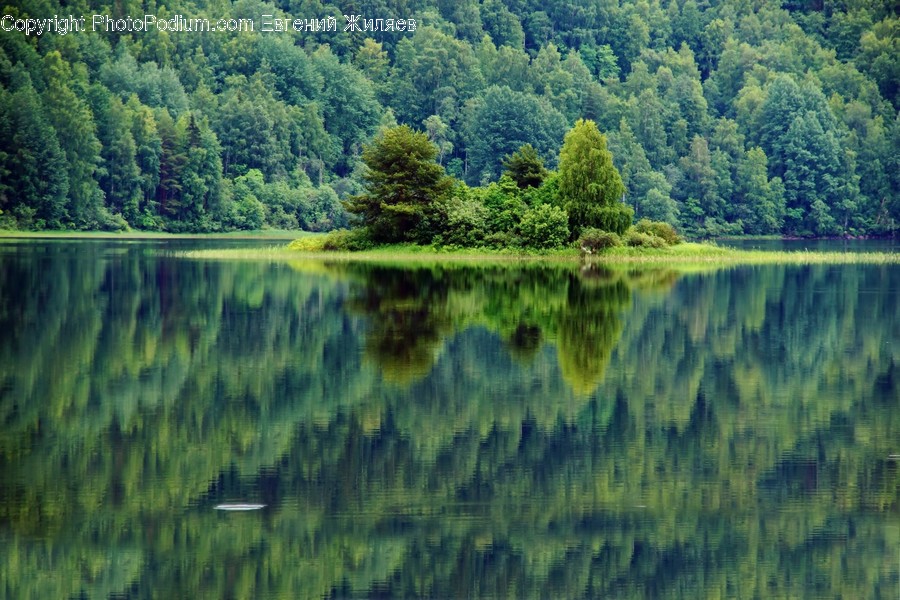 Plant, Tree, Water, Outdoors, Nature