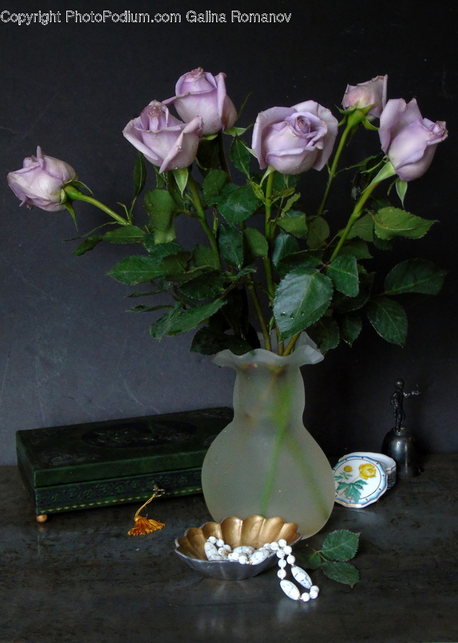 Plant, Flower, Blossom, Flower Arrangement, Jar