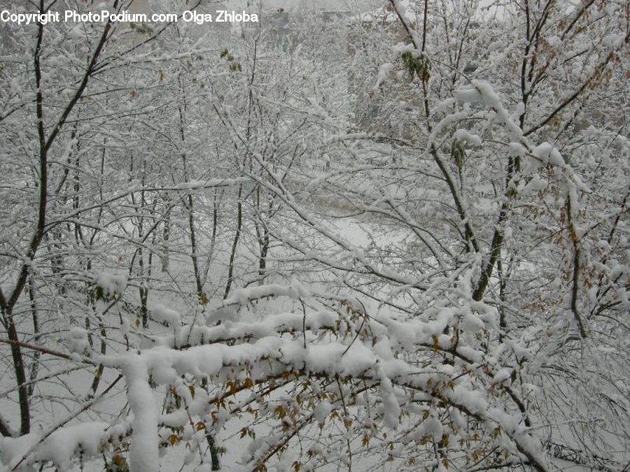 Ice, Outdoors, Snow, Birch, Tree, Wood, Plant