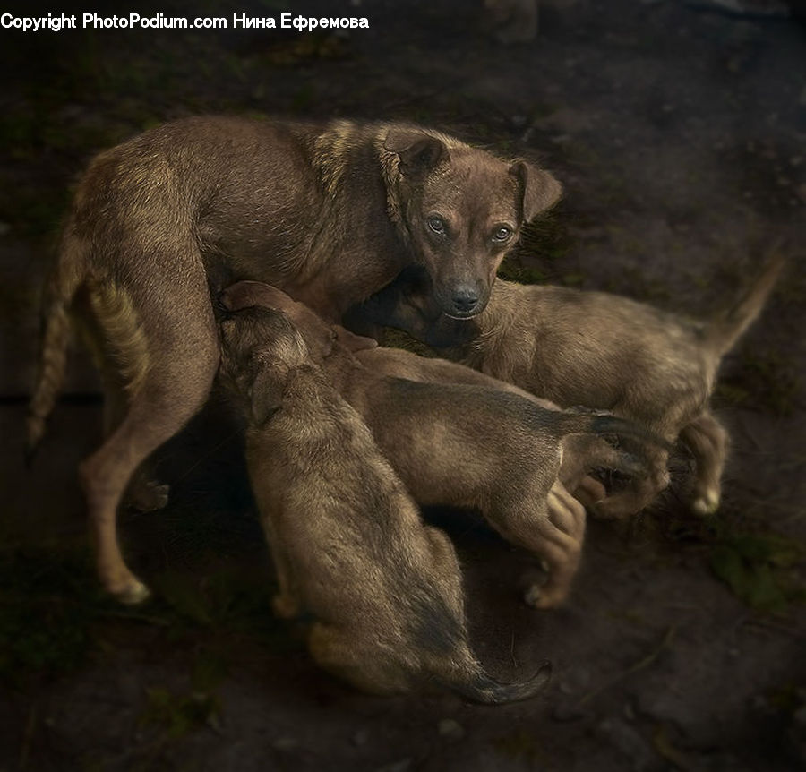 Animal, Cougar, Lion, Puma