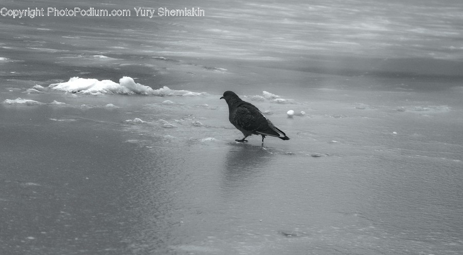 Animal, Bird, Pigeon, Dove, Outdoors