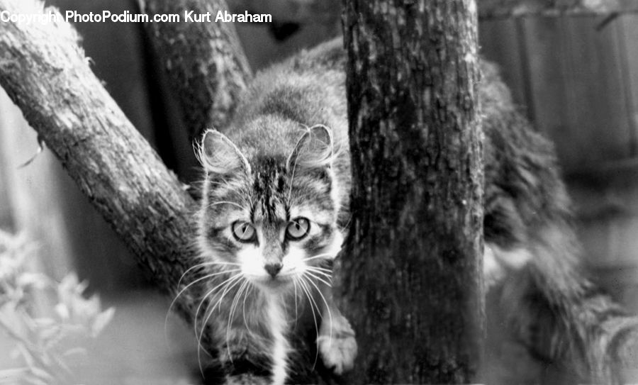 Animal, Cat, Kitten, Mammal, Pet, Adorable, Abyssinian