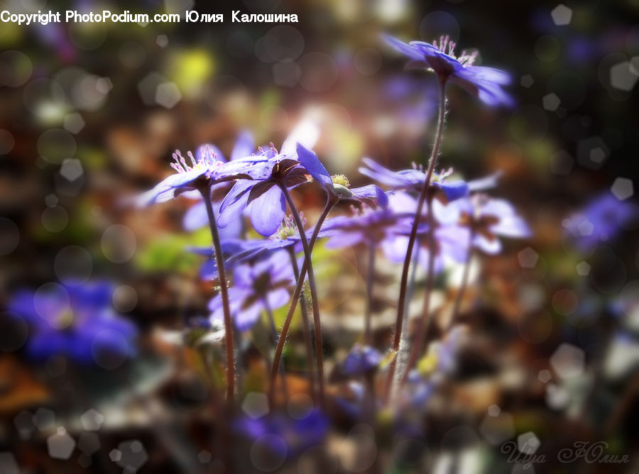 Flare, Light, Sunlight, Blossom, Flora, Flower, Plant