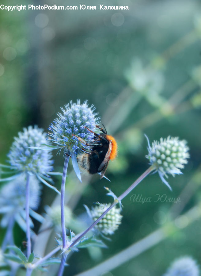 Apiaceae, Blossom, Plant, Flora, Flower, Thistle, Weed
