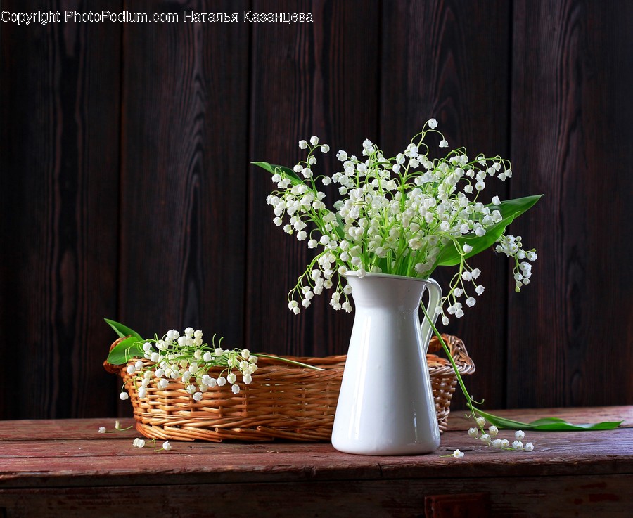 Plant, Blossom, Flower, Flower Arrangement, Pottery
