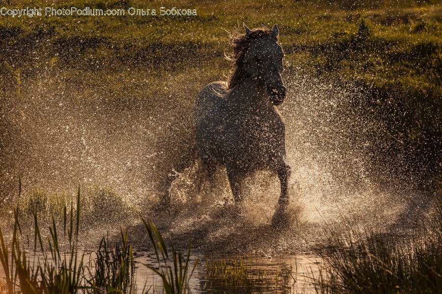 Animal, Mammal, Horse, Water