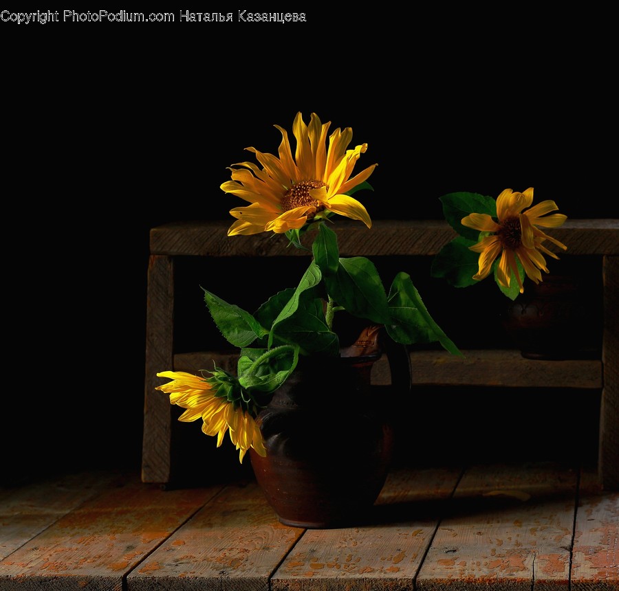 Plant, Blossom, Flower, Flower Arrangement, Flower Bouquet