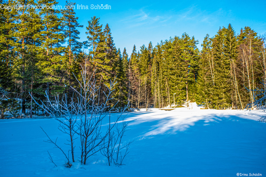 Plant, Tree, Fir, Abies, Conifer