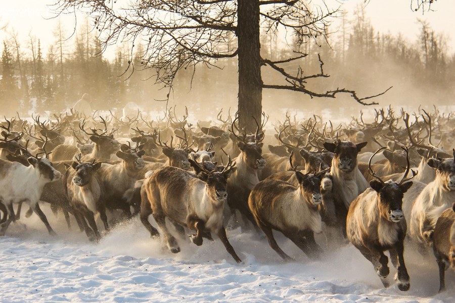 Animal, Elk, Deer, Wildlife, Mammal