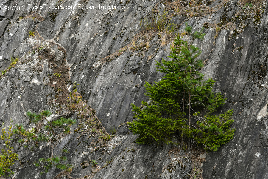 Outdoors, Cliff, Nature, Tree, Plant