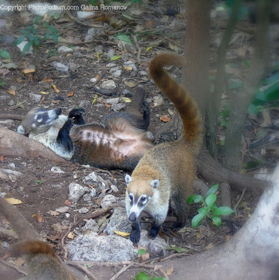 Ground, Animal, Mammal, Wildlife, Bird