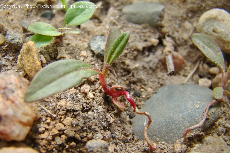 Ground, Plant, Leaf, Sprout, Blossom