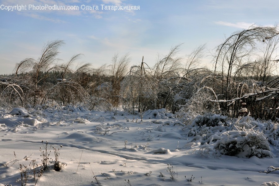 Nature, Outdoors, Ice, Snow, Plant