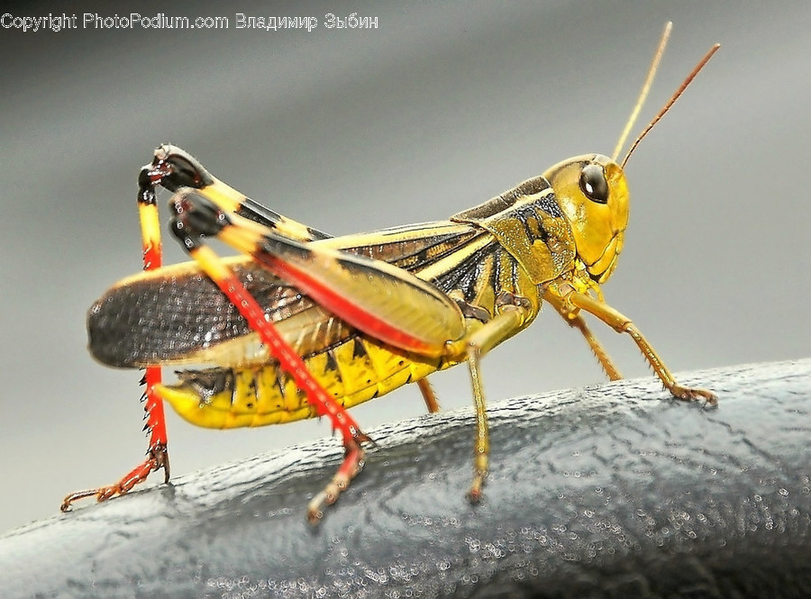 Invertebrate, Animal, Insect, Grasshoper, Grasshopper