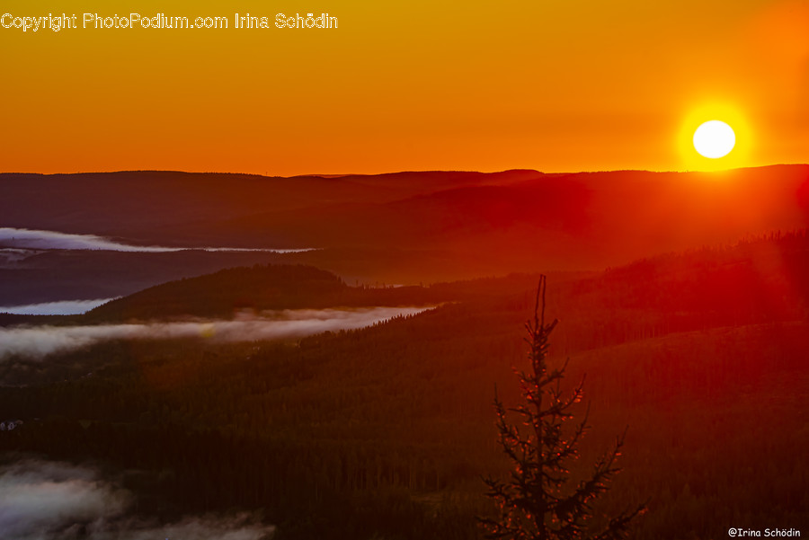 Plant, Tree, Light, Flare, Abies
