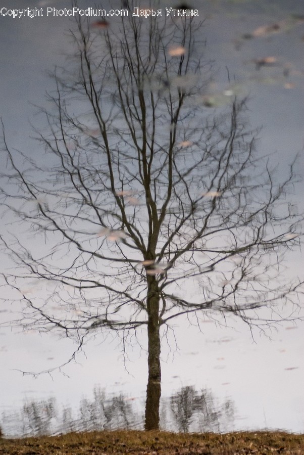 Plant, Tree, Tree Trunk, Outdoors, Nature