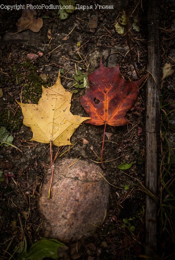 Leaf, Plant, Ground, Tree, Maple Leaf