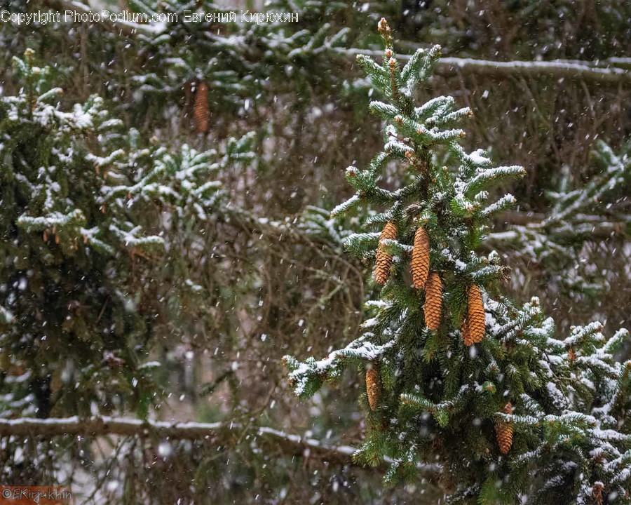 Tree, Plant, Conifer, Nature, Ice