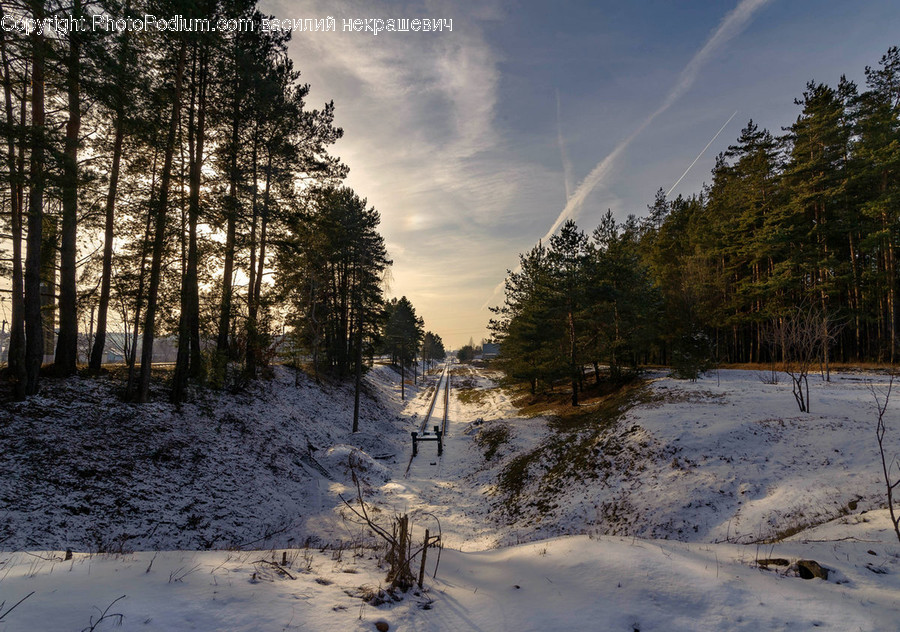 Tree, Plant, Abies, Fir, Conifer