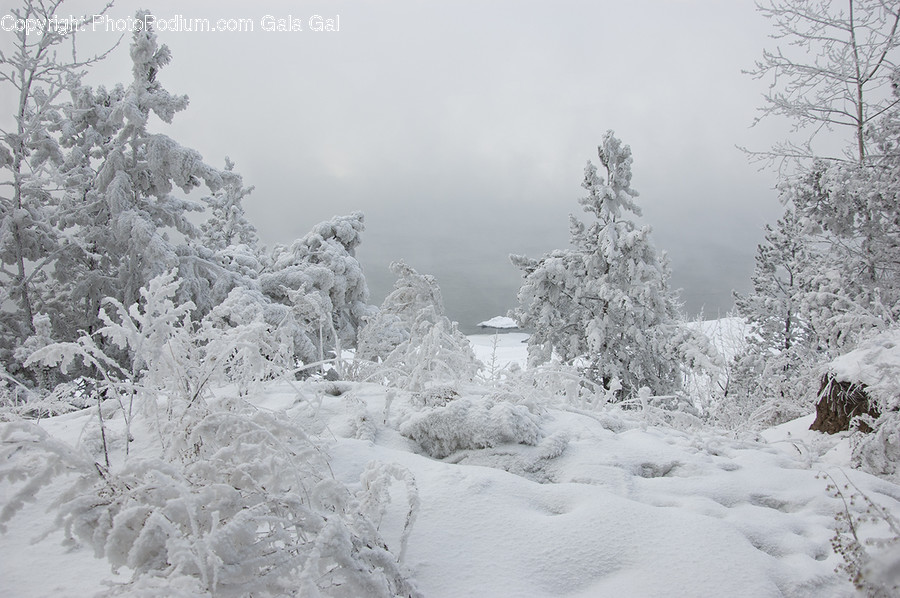 Nature, Outdoors, Snow, Ice, Plant