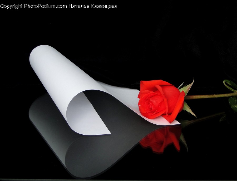 Blossom, Flower, Plant, Rose