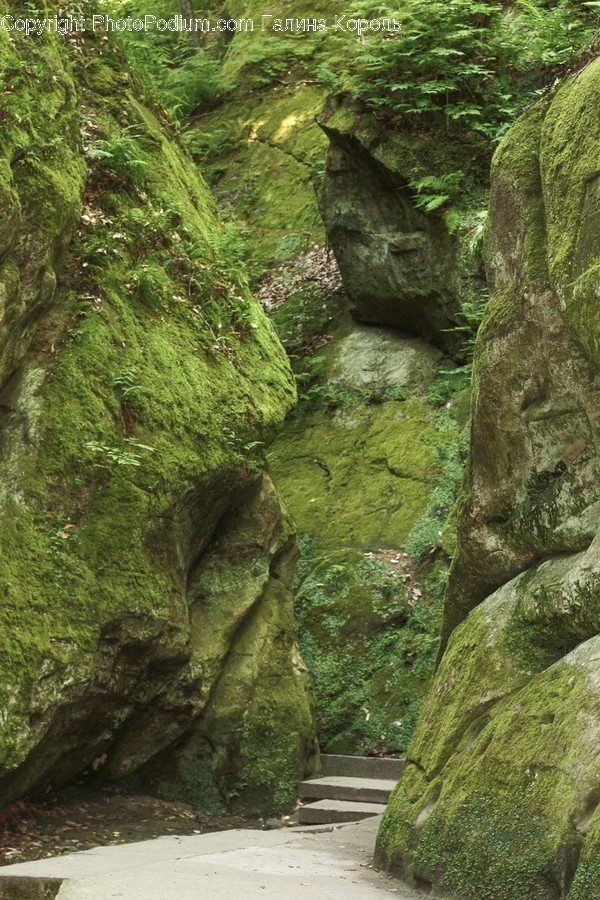 Nature, Moss, Plant, Outdoors, Vegetation