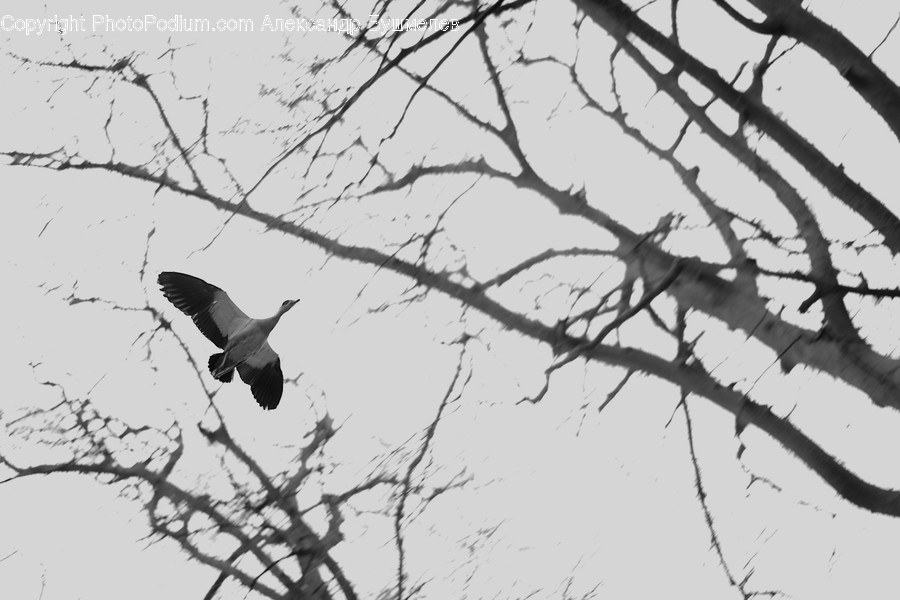 Bird, Animal, Flying, Silhouette, Accipiter