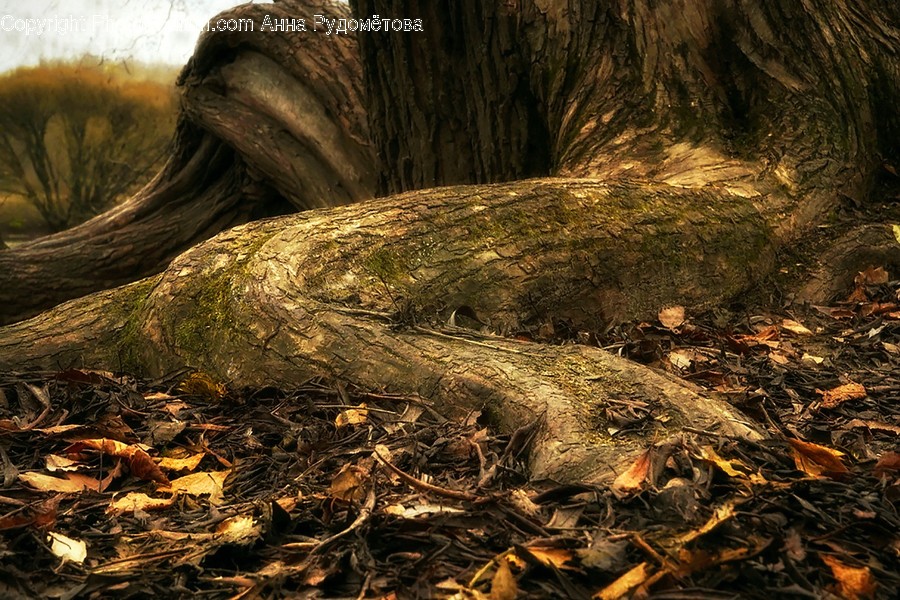 Root, Plant, Tree, Ground, Tree Trunk