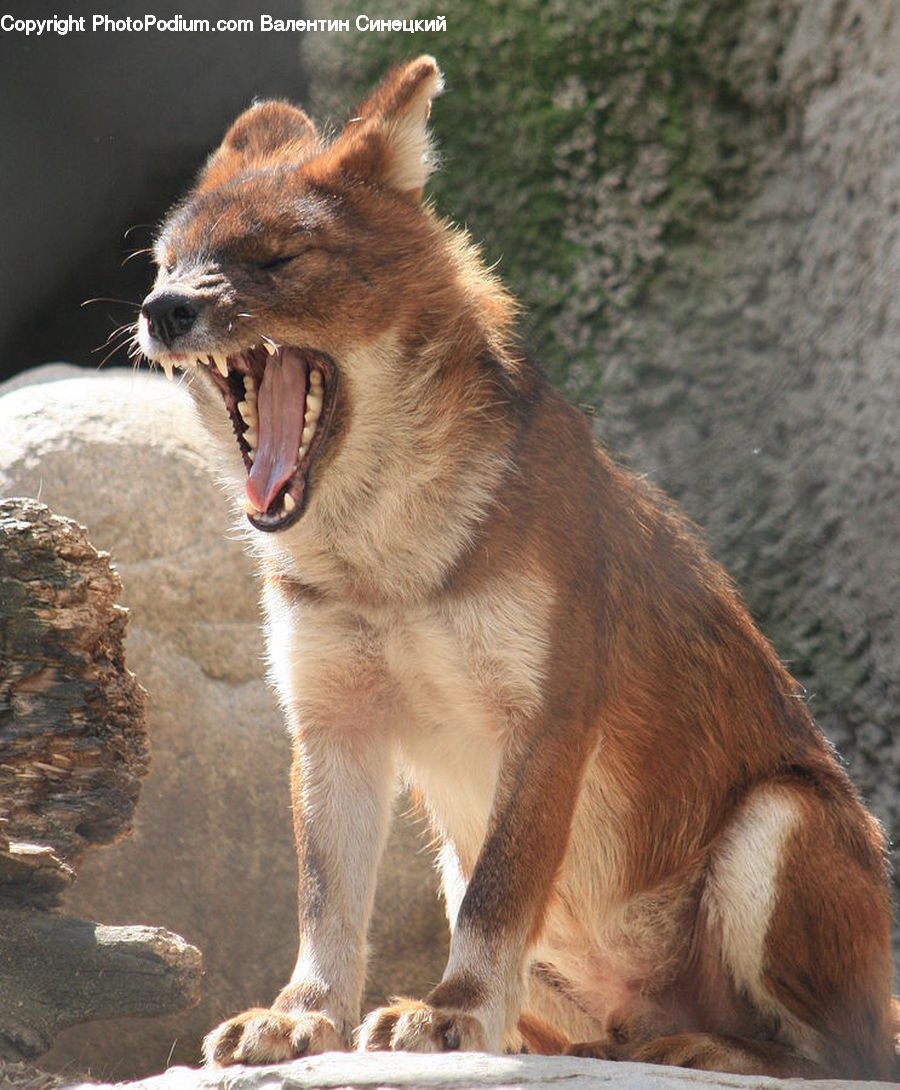 Animal, Mammal, Otter, Cougar, Lion, Puma, Rock